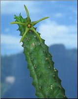 Echidnopsis montana
